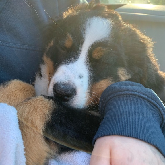 Meet your Posher, Dylan - Picture 1 of 1